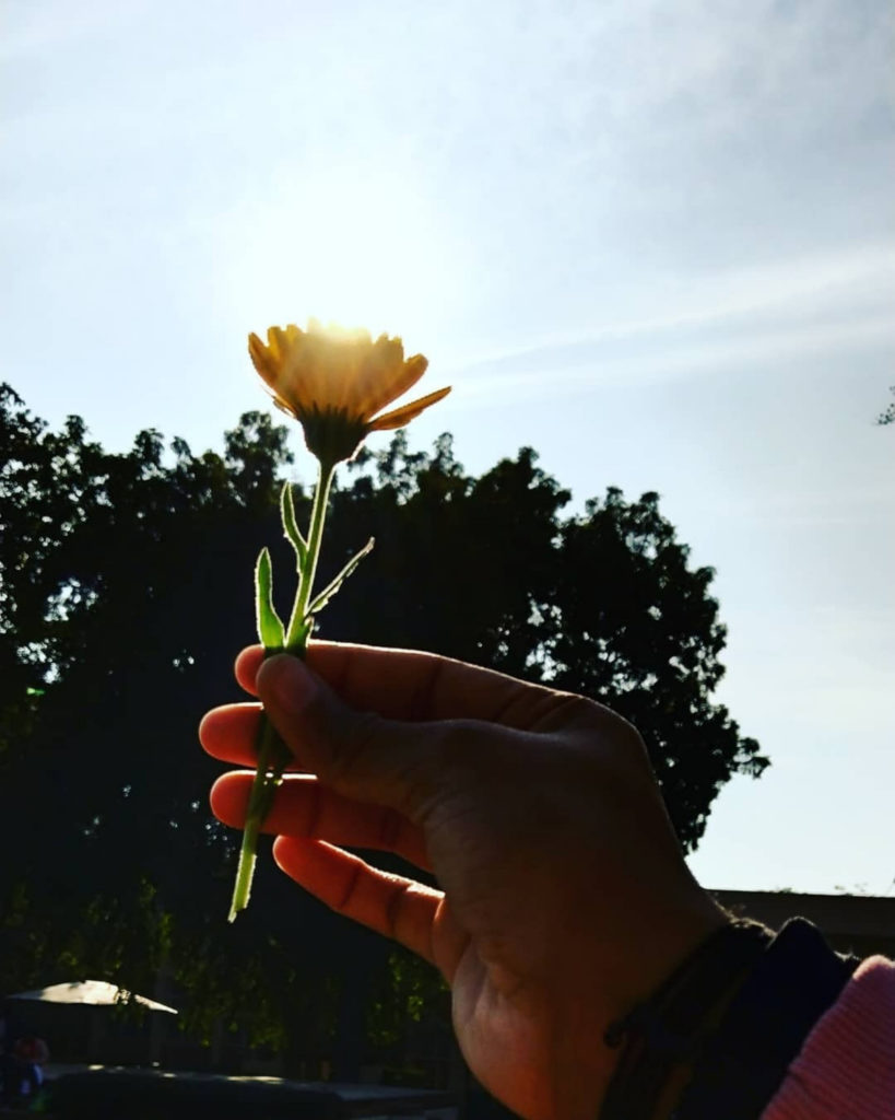 Eine Hand, die eine Blume vor Bäume und Sonne hält.