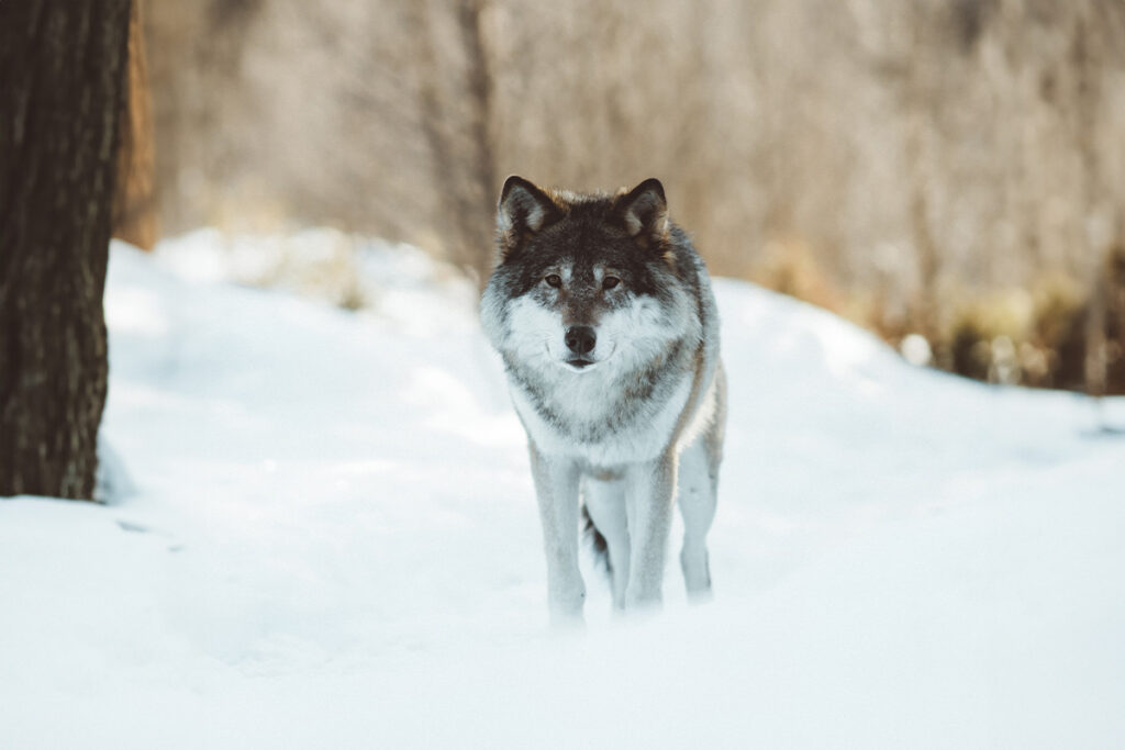 Wolf steht in einem Wald im Schnee.